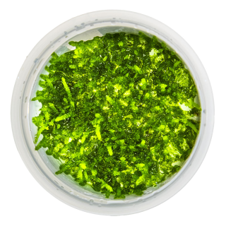 Musci acvariu Tropica Vesicularia ferriei 'Weeping Moss' In-Vitro
