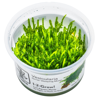 Musci acvariu Tropica Vesicularia ferriei 'Weeping Moss' In-Vitro