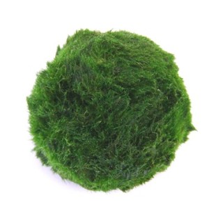 Planta acvariu Dennerle (Cladophora) Aegagropila linnaei