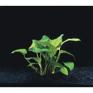 Stoffels Anubias Barteri