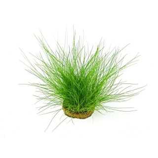 Planta acvariu gazon Dennerle Eleocharis Acicularis