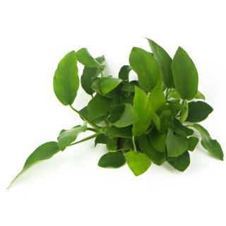 Planta acvariu Dennerle Anubias Barteri var. Nana Pot