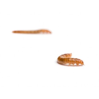 Viermi Mealworms