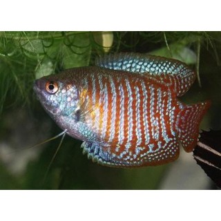 Colisa Lalia NeonDwarf