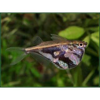 Carnegiella Strigata