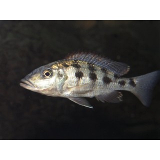 Haplochromis rostratus