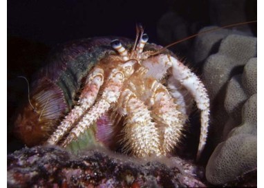Hermit crab Dardanus