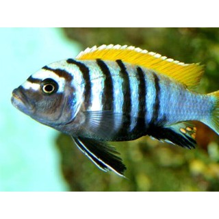 Cynotilapia afra yellow