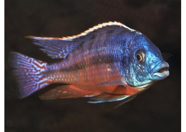Haplochromis fenestratus eastern