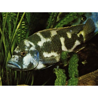 Haplochromis livingstonii