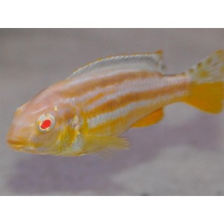 Melanochromis auratus albino