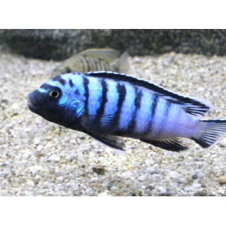 Pseudotropheus ornatus