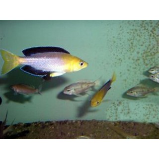 Cyprichromis leptosoma kalambo