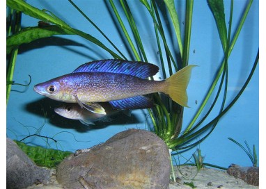 Cyprichromis microlepidotus bulu point