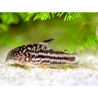Corydoras nannus