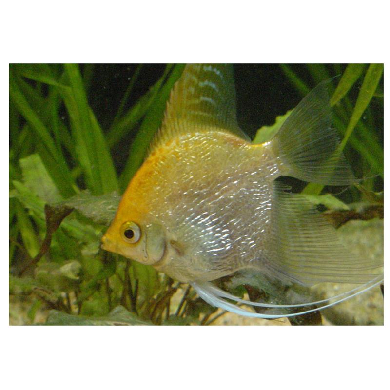 Pterophyllum scal. diamant