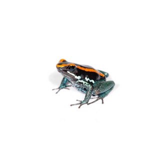 Broasca Phyllobates vittatus (Golfoduclean poison Frog)