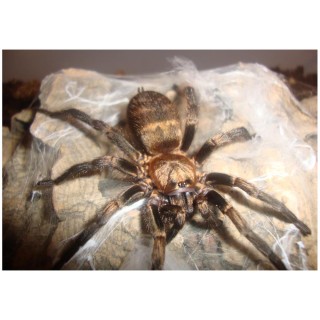 Paianjen Acanthogonatus francki