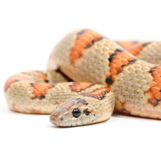 Sarpe Regal Thayeri (Lampropeltis Mexicana)