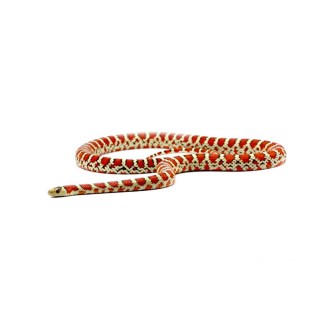 Sarpele Regal Chihuahua de munte