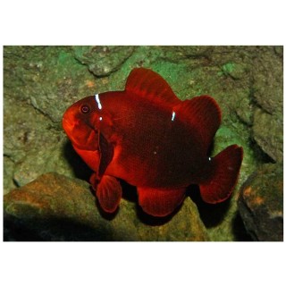 Premnas biaculeatus (Clownfish maro)