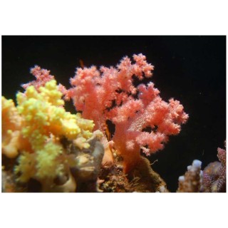 Coral Scleronephthya sp. Color