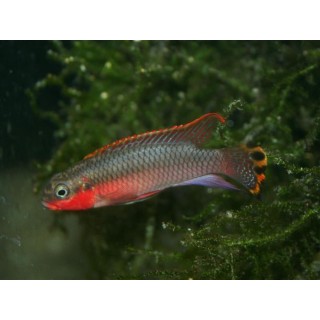 Pelvicachromis taeniatus niger. red