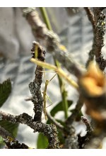 Photo from customer for Insecta Bat Medauroidea (Baculum) extradentata