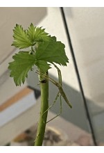 Photo from customer for Insecta Bat Medauroidea (Baculum) extradentata