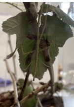 Photo from customer for Insecta Bat Medauroidea (Baculum) extradentata