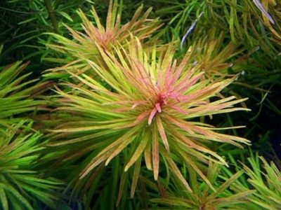 Plante de acvariu cu tulpina (plante stem)